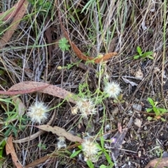 Vittadinia cuneata var. cuneata at Illilanga & Baroona - suppressed