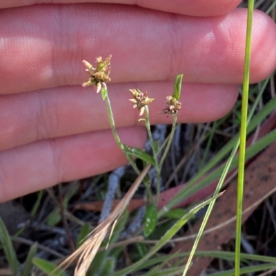 Euchiton japonicus (Creeping Cudweed) at Illilanga & Baroona - 13 Jan 2024 by Tapirlord