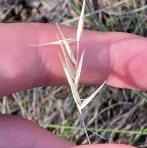 Rytidosperma erianthum at Illilanga & Baroona - 13 Jan 2024