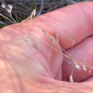 Poa sp. CNM1 (under review, formerly Poa meionectes) at Illilanga & Baroona - 13 Jan 2024