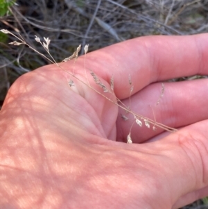 Poa sp. CNM1 (under review, formerly Poa meionectes) at Illilanga & Baroona - 13 Jan 2024