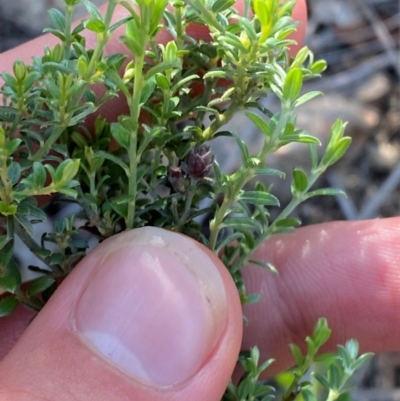 Mirbelia oxylobioides (Mountain Mirbelia) at Illilanga & Baroona - 12 Jan 2024 by Tapirlord