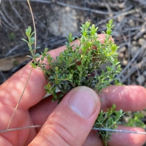 Mirbelia oxylobioides at Illilanga & Baroona - suppressed