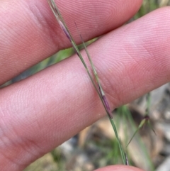 Aristida ramosa (Purple Wire Grass) at Illilanga & Baroona - 12 Jan 2024 by Tapirlord