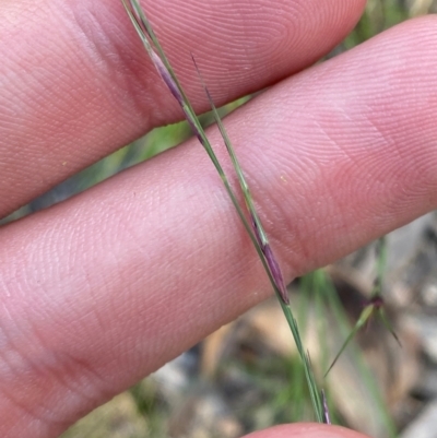 Aristida ramosa (Purple Wire Grass) at Illilanga & Baroona - 12 Jan 2024 by Tapirlord
