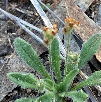 Plantago hispida (Hairy Plantain) at Illilanga & Baroona - 12 Jan 2024 by Tapirlord