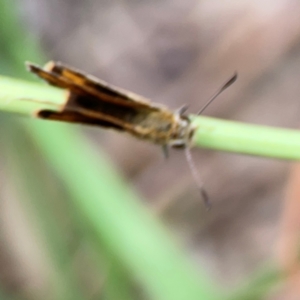 Hesperiidae (family) at Casey, ACT - 17 Feb 2024 05:46 PM