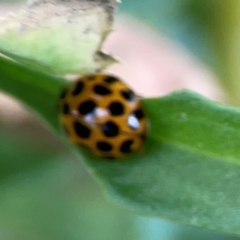 Harmonia conformis (Common Spotted Ladybird) at Casey, ACT - 17 Feb 2024 by Hejor1
