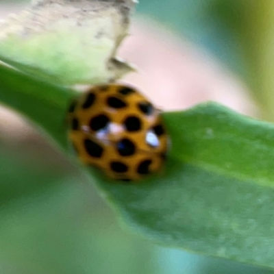 Harmonia conformis (Common Spotted Ladybird) at Casey, ACT - 17 Feb 2024 by Hejor1