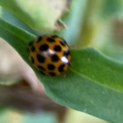 Harmonia conformis at Casey, ACT - 17 Feb 2024 05:41 PM