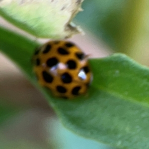 Harmonia conformis at Casey, ACT - 17 Feb 2024 05:41 PM