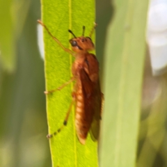 Pseudoperga lewisii (A Sawfly) at Casey, ACT - 17 Feb 2024 by Hejor1