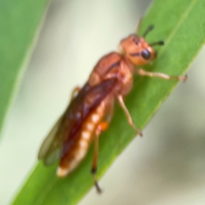 Pseudoperga lewisii at Casey, ACT - 17 Feb 2024