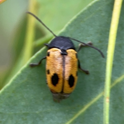 Cadmus (Cadmus) litigiosus (Leaf beetle) at Casey, ACT - 17 Feb 2024 by Hejor1