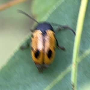 Cadmus (Cadmus) litigiosus at Casey, ACT - 17 Feb 2024 06:00 PM