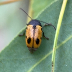 Cadmus (Cadmus) litigiosus at Casey, ACT - 17 Feb 2024 06:00 PM