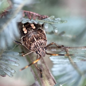 Poecilometis strigatus at Casey, ACT - 17 Feb 2024