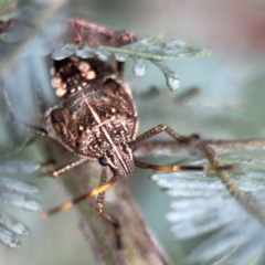 Poecilometis strigatus at Casey, ACT - 17 Feb 2024