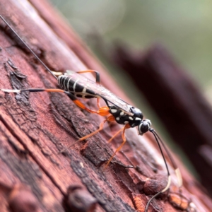 Xanthocryptus novozealandicus at Casey, ACT - 17 Feb 2024