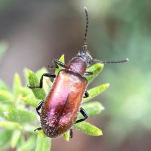 Ecnolagria grandis at Casey, ACT - 17 Feb 2024