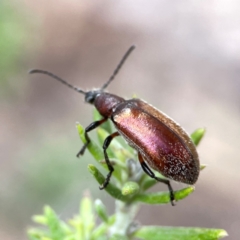 Ecnolagria grandis at Casey, ACT - 17 Feb 2024