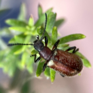 Ecnolagria grandis at Casey, ACT - 17 Feb 2024 06:05 PM