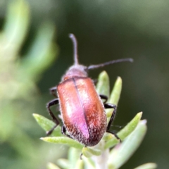 Ecnolagria grandis at Casey, ACT - 17 Feb 2024 06:05 PM