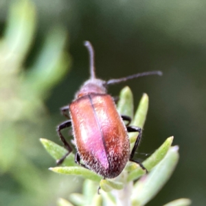 Ecnolagria grandis at Casey, ACT - 17 Feb 2024 06:05 PM