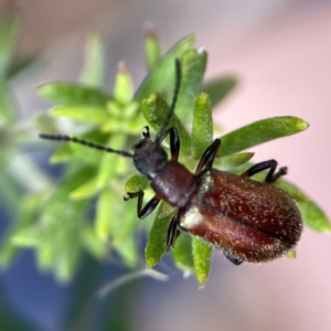 Ecnolagria grandis at Casey, ACT - 17 Feb 2024 06:05 PM