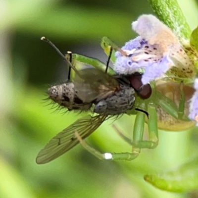 Helina sp. (genus) (Muscid fly) at Casey, ACT - 17 Feb 2024 by Hejor1