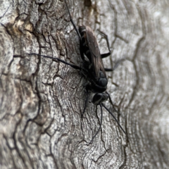 Pompilidae (family) (Unidentified Spider wasp) at Casey, ACT - 17 Feb 2024 by Hejor1