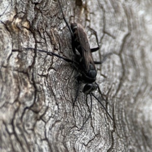 Pompilidae (family) at Casey, ACT - 17 Feb 2024