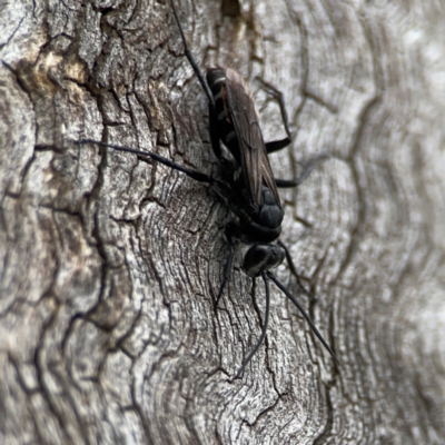 Pompilidae (family) (Unidentified Spider wasp) at Casey, ACT - 17 Feb 2024 by Hejor1