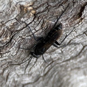 Pompilidae (family) at Casey, ACT - 17 Feb 2024