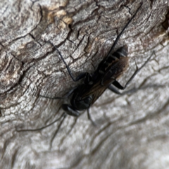 Pompilidae (family) at Casey, ACT - 17 Feb 2024