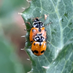 Hippodamia variegata (Spotted Amber Ladybird) at Casey, ACT - 17 Feb 2024 by Hejor1