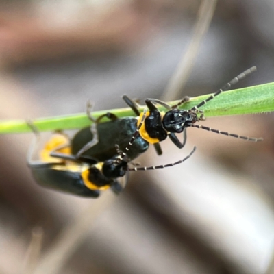 Chauliognathus lugubris (Plague Soldier Beetle) at Casey, ACT - 17 Feb 2024 by Hejor1