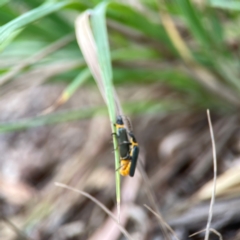 Chauliognathus lugubris at Casey, ACT - 17 Feb 2024 06:10 PM