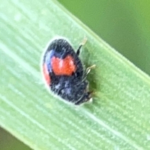 Diomus notescens at Casey, ACT - 17 Feb 2024