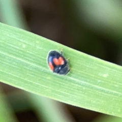 Diomus notescens at Casey, ACT - 17 Feb 2024