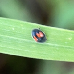 Diomus notescens at Casey, ACT - 17 Feb 2024