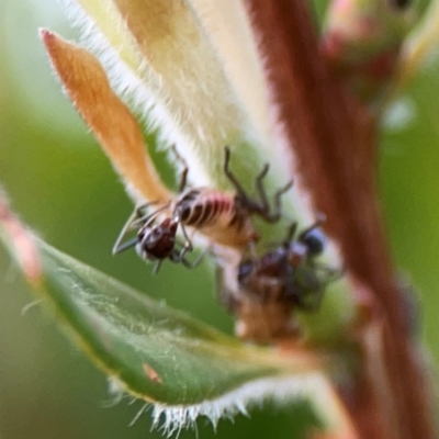 Eurymelinae (subfamily) (Unidentified eurymeline leafhopper) at Casey, ACT - 17 Feb 2024 by Hejor1