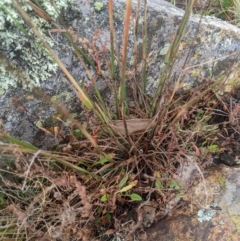 Dichelachne hirtella (Plume Grass) at Namadgi National Park - 17 Feb 2024 by MattM