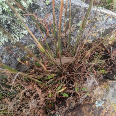 Dichelachne hirtella (Plume Grass) at Namadgi National Park - 17 Feb 2024 by MattM