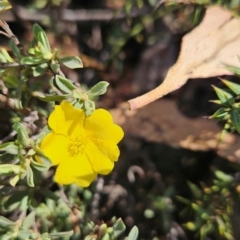 Hibbertia obtusifolia (Grey Guinea-flower) at Cotter River, ACT - 17 Feb 2024 by BethanyDunne
