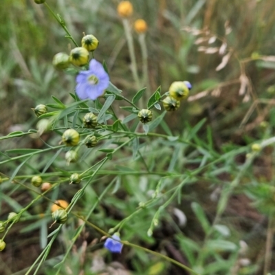 Linum marginale (Native Flax) at Cotter River, ACT - 16 Feb 2024 by BethanyDunne