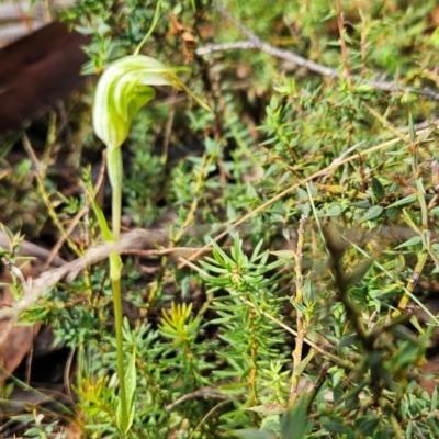 Diplodium decurvum (Summer greenhood) at Cotter River, ACT - 16 Feb 2024 by BethanyDunne
