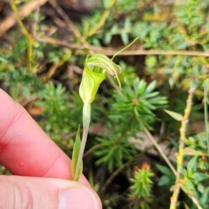 Diplodium decurvum at Namadgi National Park - 17 Feb 2024