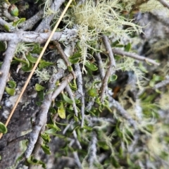 Melicytus angustifolius subsp. divaricatus (Divaricate Tree Violet) at Bimberi, NSW - 17 Feb 2024 by BethanyDunne