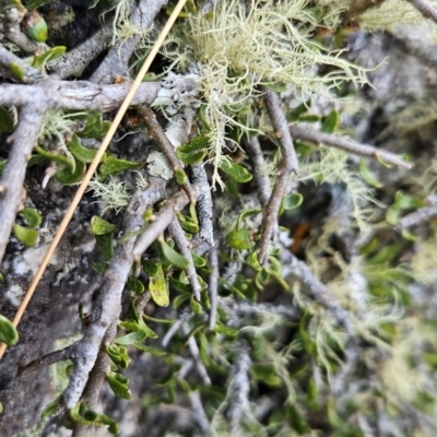 Melicytus angustifolius subsp. divaricatus (Divaricate Tree Violet) at Bimberi Nature Reserve - 17 Feb 2024 by BethanyDunne